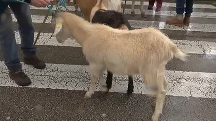 Скачать видео: Tractores y animales colapsan el centro de Oviedo en protesta por las condiciones de ganaderos y agricultores