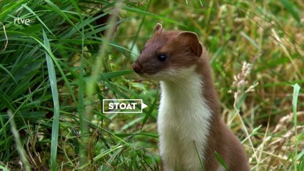 Comadrejas enérgicas y temerarias