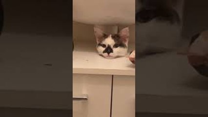 Cat Pokes Head Out of Hole Between Sink and Furniture