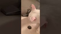Spoiled Cat Drinks From Sink