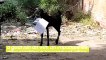 Goat Wanders Inside Office Building and Steals a Document as It Runs Off
