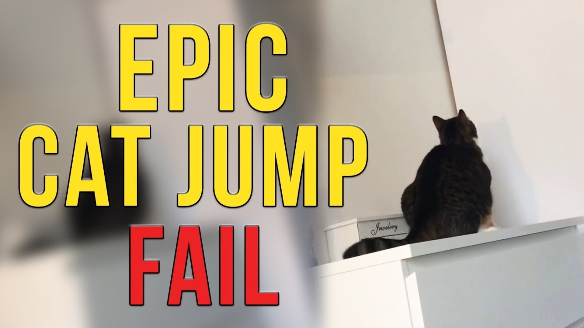 Active but chubby cat's hilariously horrendous jump fail ' - video  Dailymotion