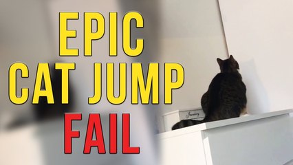 'Active but chubby cat's hilariously horrendous jump fail '
