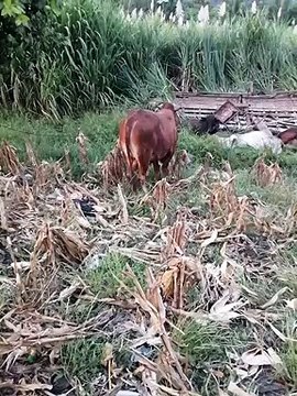 Malos vecinos se roban las reses tras accidente de camión en Escuintla.