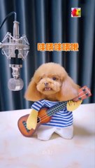 This is awesome so cute Pomeranian Dog and so cute puppies video. #03