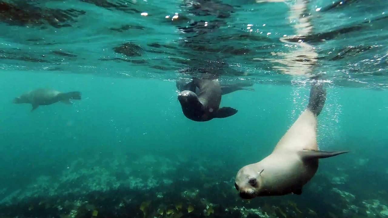Playing with the seals