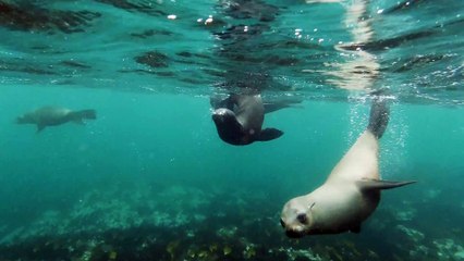 Playing with the seals
