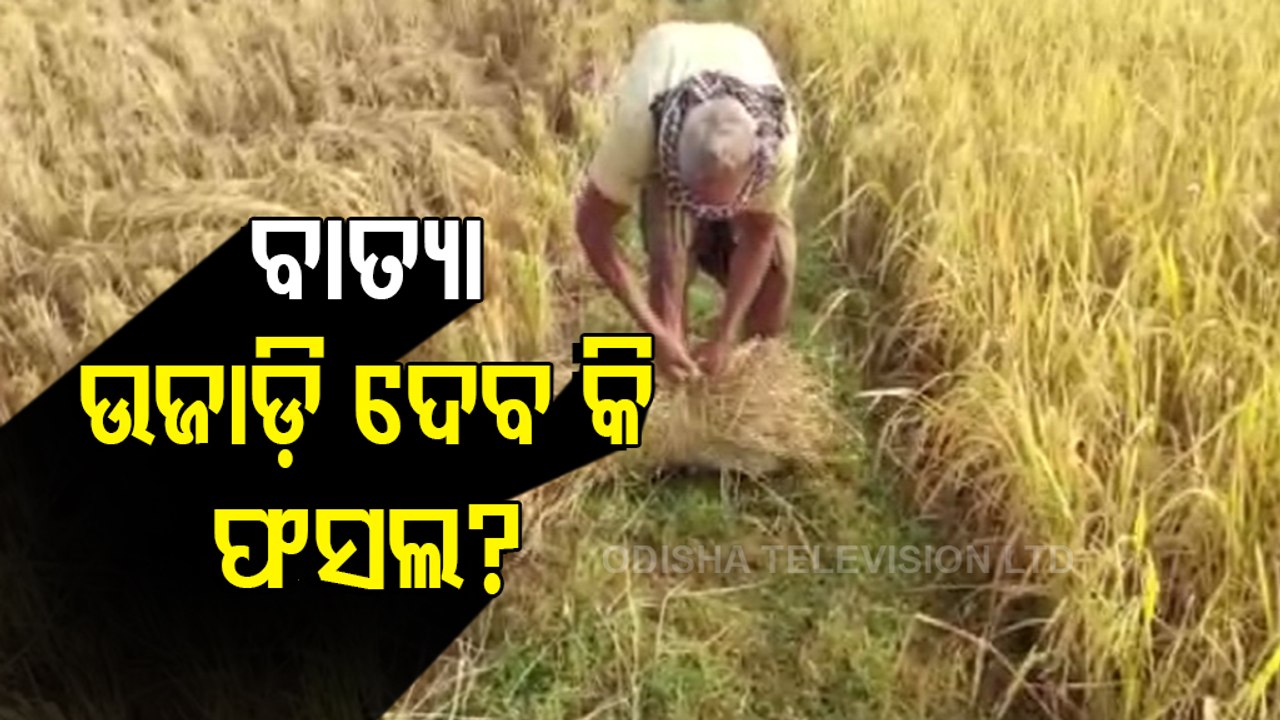 Cyclone Jawad Alert- Farmers In Athagarh Harvesting Ripe Crops Hurriedly