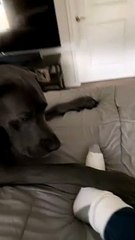 Sock Loving Dog Gets a Smelly Shock