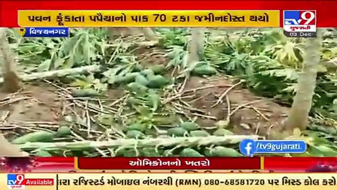 Heavy stormy winds damaged papaya plantation, farmers forced to uproot 70% of the plantation