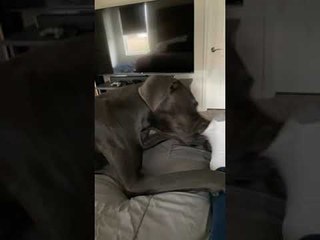 Sock Loving Dog Gets a Smelly Shock