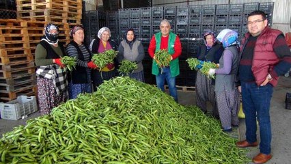 Silifke'den Irak'a bakla ihracatı başladı