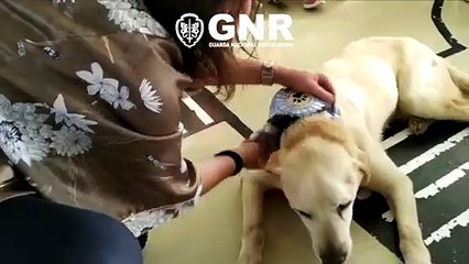 GNR disponibiliza o seu efetivo animal para sessões de hipoterapia e cinoterapia