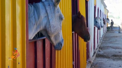 خيول السباق اليمنية الأصيلة تواجه شبح الجوع بسبب الحرب