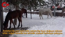 Ardahan’ın yılkı atları kışın özgür, yazın sahipli