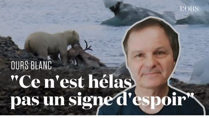 Un ours blanc chasse un renne : la vidéo décryptée par un expert