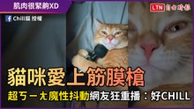 貓咪愛上筋膜槍 超ㄎㄧㄤ魔性抖動網友狂重播：好CHILL