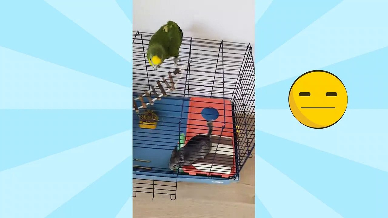 Funny Animals - Does Rio pinch Chibi's fur ??? ⁉️️ #thedodo #parrottalking #funnyanimals