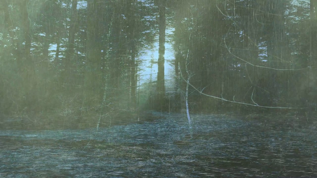 Âm thanh thư giãn, tiếng mưa trong rừng hoang [Mưa Relax Uống Trà] Học tập, Thư giãn, Giảm căng thẳng, Trị mất ngủ