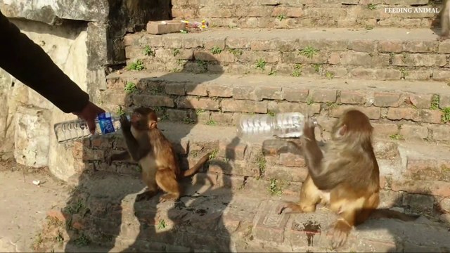 Giving water to the thirsty monkey __ monkey drinking mineral water __ monkey video
