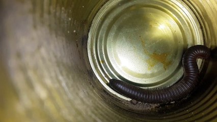 MILLIPEDE 20201121_220123