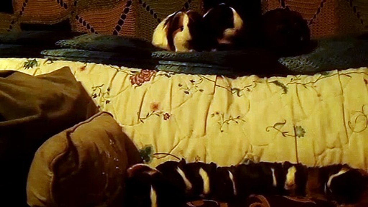 CAVIA PORCELLUS TURMERIC PARSLEY PIXIE DAVID CJ DAVID RJ DAVID MARY TRIXIE DAVID IRIS CLOVER 102_7113