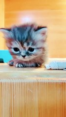 Baby Cats   Cute Funny Cats Videos Compilation   #shorts #catlovers 206
