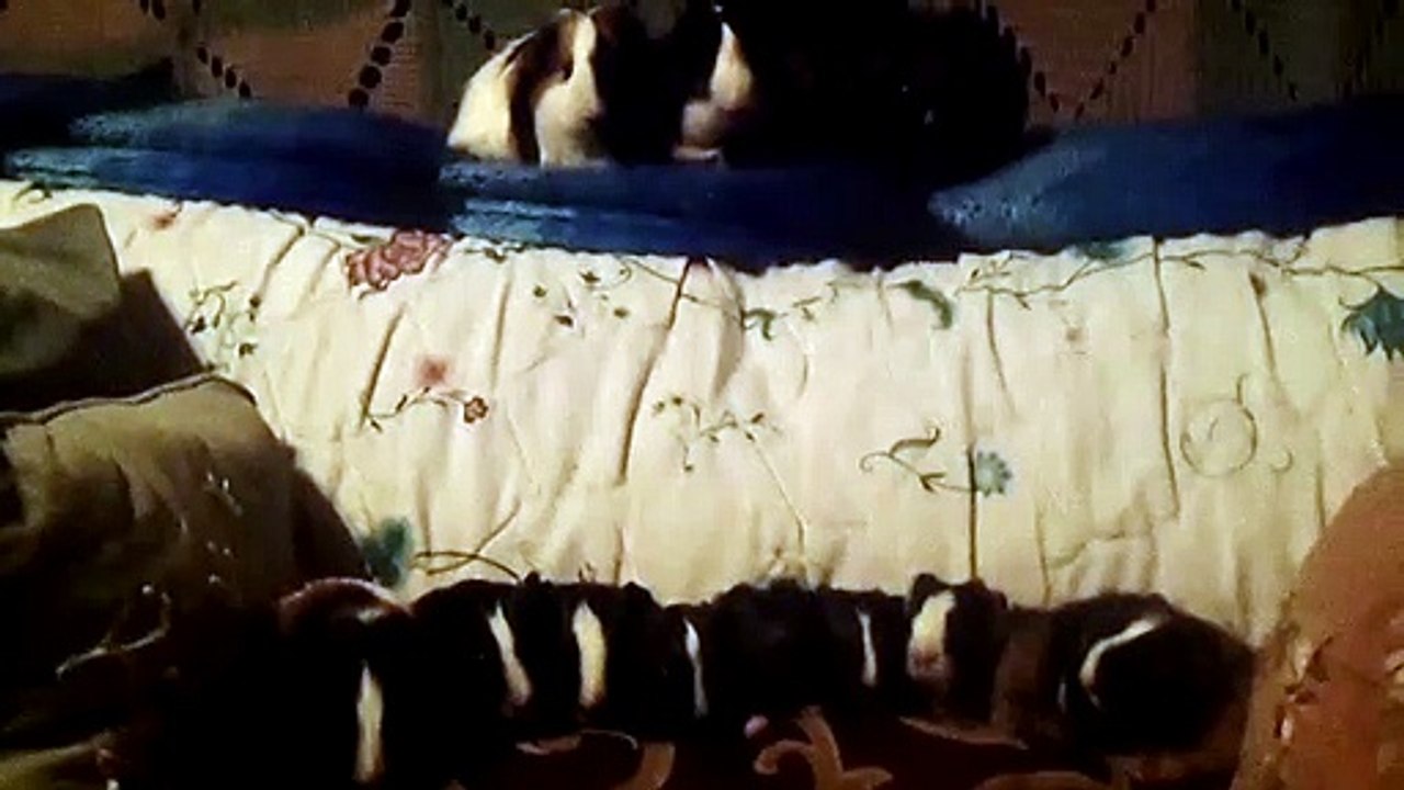 CAVIA PORCELLUS TURMERIC PARSLEY PIXIE DAVID CJ DAVID RJ DAVID MARY TRIXIE DAVID IRIS CLOVER 102_7109