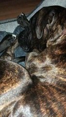 dog snores #shorts