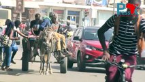 Vidéo - Grève des transporteurs: à Dakar, charretiers et livreurs Tiak-Tiak prennent le relais et se frottent les mains