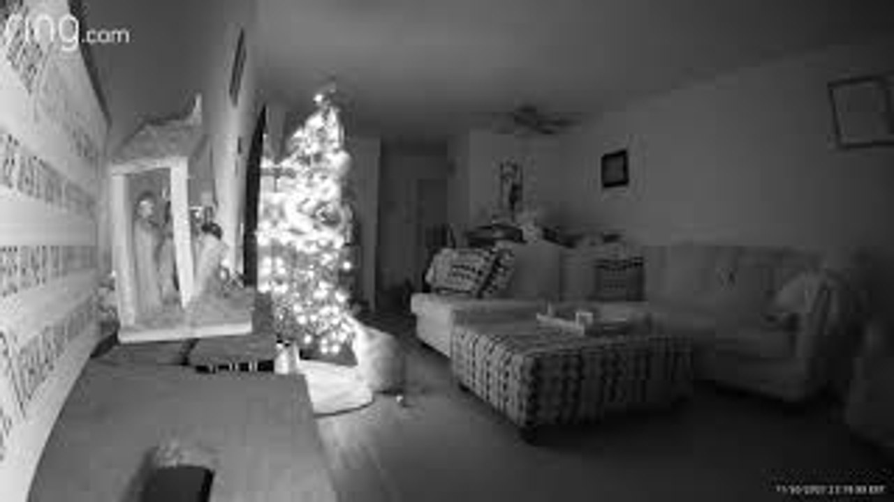 Cat Caught it Christmas Tree Pulls it Down