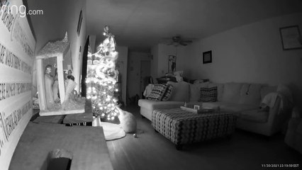 Cat Caught it Christmas Tree Pulls it Down