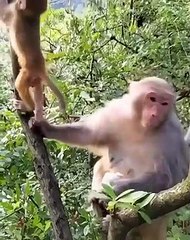 Où est allé   Where are you going