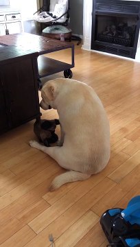 I’ve been trying to get my sister dog to come let me groom her for an hr and finally she listens to me I have thrown my fork and everything out moms cabinet to get her attention while mom cleans.