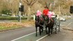 Horse-drawn carriages to be banned from Melbourne's CBD