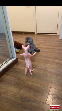 Funniest pets| domestic cat | funny house cat|clever pets | умные питомцы . смешной кот и собака. озорные веселые питомцы.