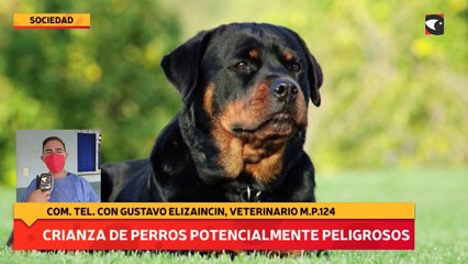 Crianza de perros potencialmente peligrosos