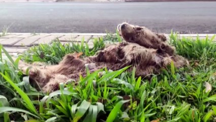 Cachorro em decomposição causa incômodo na entrada de escola em Cascavel