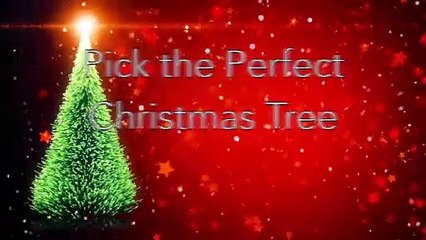 Pick the Perfect Christmas Tree