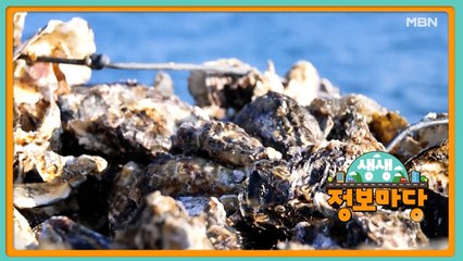 생생 정보마당 [1003회]