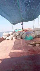 Thả ngao giống bãi biển Đồ Sơn, Hải Phòng