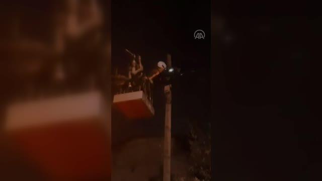 Son dakika gündem: Telefon direğinde mahsur kalan kedi itfaiye ekiplerince kurtarıldı