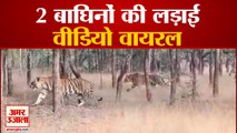 Video Viral : Two Tigress Fighting in Panna National Park । पन्ना नेशनल पार्क में दो बाघिनों की लड़ाई