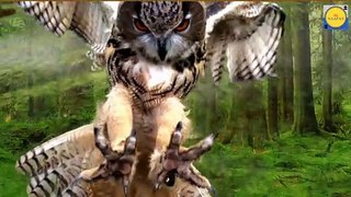 Owl Beautiful Animal and Amazing Video