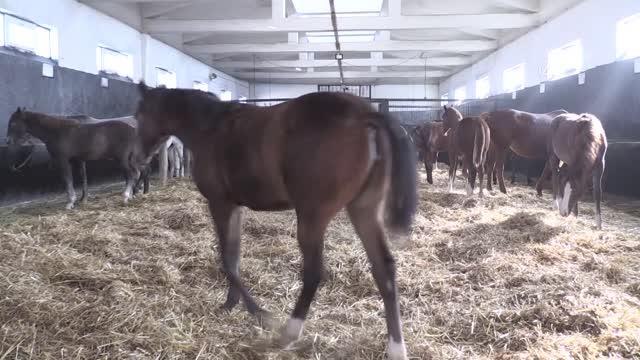 ESKİŞEHİR - Arif Çavuş ömrünün 25 yılını geçirdiği taylardan ayrı kalamıyor