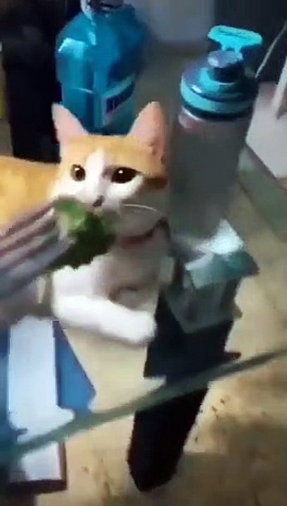 Funny Cat Talking #2