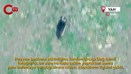 Köpeklerin drone ile imtihanı kamerada