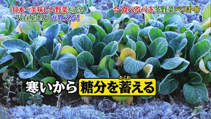 世界一受けたい授業 2021年12月4日 日本一の野菜を見極めるプロ直伝!簡単な野菜の見分け方