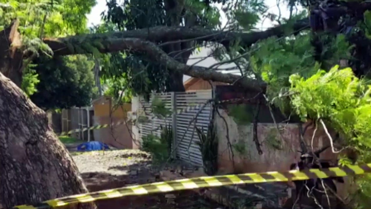 Árvore cai e destrói telhado de uma residência no Bairro Maria Luiza