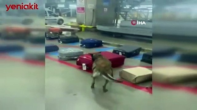 Sabiha Gökçen Havalimanında operasyon: Tam 3 milyon lira değerinde...